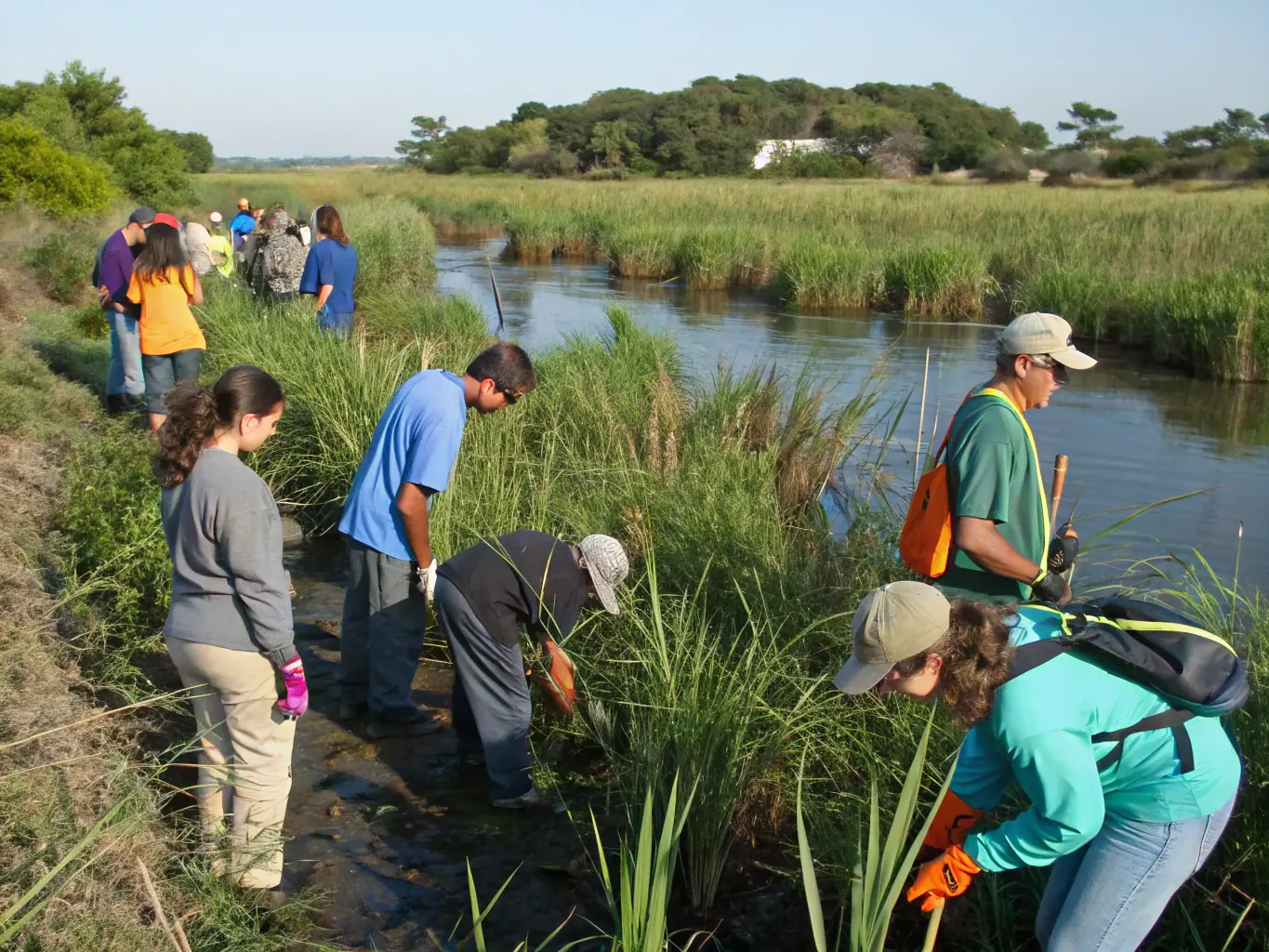 An image of volunteers planting native aquatic plants along a riverbank, illustrating habitat restoration efforts.